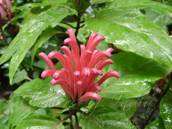 Pink Jacobinia